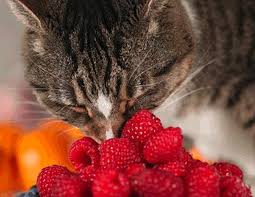 Cats require more protein than dogs and essential nutrients like taurine and arginine are found only in meat. Can Cats Eat Raspberries