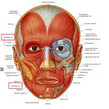 These names are derived from latin. Muscles Of The Head Neck Trunk And Back Names Actions Insert Origin Flashcards Quizlet