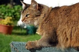 Maybe you would like to learn more about one of these? 10 Fluffy Cat Breeds You Ll Never Want To Let Go Of Care Com Resources