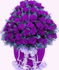 So Purple Purple Flowers Purple Roses Beautiful Flowers