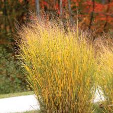 Image result for Panicum gilvum