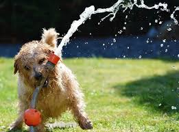 Sydney will experience the strictest water restrictions in a decade when the new rules come into effect. Water Restrictions In Sydney Distilling The Most Important Information For All Our Scv Family Southern Cross Veterinary Clinic