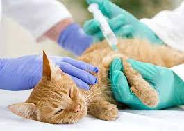 Diabetes Bei Katzen Symptome Erkennen Und Vorbeugen Vs