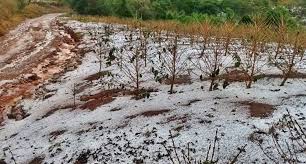 Essas pedras, na terra, são compostas por água no estado sólido e medem entre 5 e 200 mm de diâmetro. Jornada Do Cafe Do Plantio A Comercializacao Como Se Recuperar Da Chuva De Granizo E Pseudomonas Agro Slim