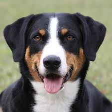 Er ist sehr robust und besitzt ein aufmerksames wesen. Appenzeller Sennenhund Charakter Ernahrung Gesundheit