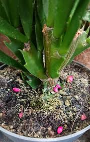 Christmas cactus is a true cactus, although it's an epiphyte (grows in trees) in its native habitat. Christmas Cactus Thanksgiving Cactus Schlumbergera Buckleyi Guide Our House Plants