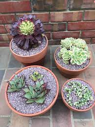 At half moon, we give you the luxury of time. Added Some Plants To My Collection Today Aeonium Mardi Gras Aeonium Sunburst Variegated String Of Pearls And Echeveria Ebony All From Highway 92 Succulents In Half Moon Bay California Succulents