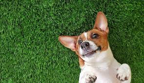 Maybe you would like to learn more about one of these? Fake Grass For Dogs Pet Friendly Artificial Turf Your Dog Will Love Buy Install And Maintain Artificial Grass