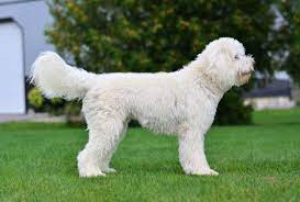 The goldendoodle is a result of breeding a golden retriever and a poodle together. Doodle Creek English Goldendoodle Puppies For Sale