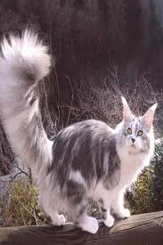 Https Encrypted Tbn0 Gstatic Com Images Q Tbn And9gct6xscy3 Fa2kg691t 4 7ffygxobzbgk Jqq Usqp Cau