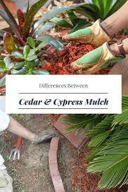 This limits its use for erosion control. Differences Between Cedar Vs Cypress Mulch A Green Hand