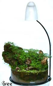 Pin By Caio Fern On Planted Aquarium Miniature Garden Aquascape Micro Garden