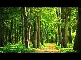 Chant Des Oiseaux Bruits Et Sons Apaisants De La Nature Pour Dormir Sommeil Relaxation Youtube Meditation Zen Le Chant Des Oiseaux Meditation