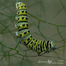 Black And White Striped Caterpillar With Yellow Spots Black Swallowtail Butterflies Caterpillars Chrysalis Photos