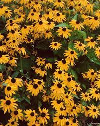 We want to send a. Black Eyed Susans Flowers Nature Photography Black Eyed Susan Flower Nature Plants Black Eyed Susan