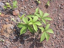 Image result for Merremia verecunda