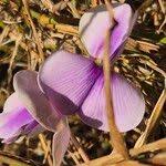 Image result for Vigna frutescens