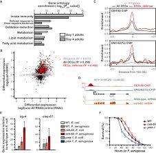 David sinclair, phd, ao, is a professor of genetics at harvard medical school. Ceh 60 Pbx And Unc 62 Meis Coordinate A Metabolic Switch That Supports Reproduction In C Elegans Sciencedirect