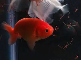 Goldfish Eating Bloodworms Goldfish Fish Pet Feeding Time