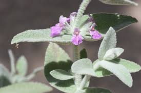 Image result for Stachys aculeolata
