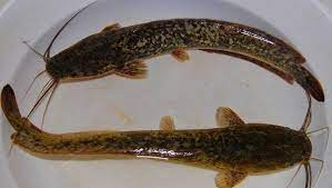 Tiny Catfish Lele Catfish Fish