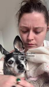 Dog with Red Rocket Sweating