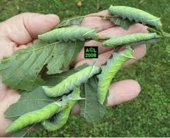 Lutte contre la pyrale du buis: Hubdach Selber Bauen Pyrale Du Buis Quand Traiter