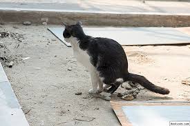 Beyaz Kedi Diskisi Nedenleri Ve Tedavisi