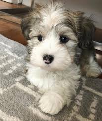 The havanese dog is slightly longer than tall, with a long, untrimmed, double coat for conformation. Havanese Puppies For Sale Home Facebook