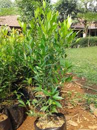 Bursa tanaman hias bsd, serpong (0816872588) 4. Jual Tanaman Hias Murah Tukang Taman Tukang Kolam Minimalis Hasil Penelusuran Untuk Pucuk