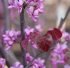 Forest Pansy Redbud The Tree Is Lovely And The Flowers Are Edible Ornamental Trees Pansies Forest Garden