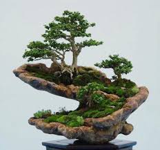 Wondering How Bonsai Trees Are Made Bonsai Bonsai Indoor Indoor Garten