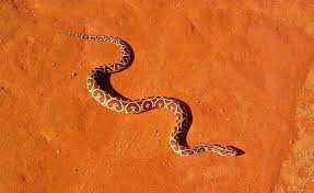 Urutu Cruzeiro Urutu Bothrops Alternatus Trees To Plant Reptilia Animals