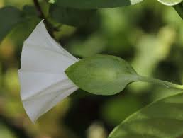 Image result for Aniseia martinicensis