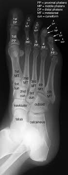 Pin By Nursing School On Medical Medical Knowledge Anatomy Medical Anatomy