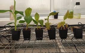 In the battle between plants and pathogens, molecules called small rnas are coveted weapons used by both invaders and defenders. Banana Republic Israel Faces Killer Fungus That Can Destroy The Crop Nationwide The Times Of Israel