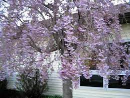 We did not find results for: Pretty Weeping Pink Cherry Tree Flowering Tree Youtube