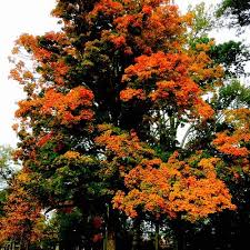 #3 of 11 things to do in huntington. Top 6 Free Things To Do In Huntington West Virginia Wv