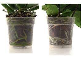 Orchid Roots And Drainage Orchid Care Just Add Ice Orchids Orchid Roots Orchid Care Phalaenopsis Orchid