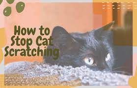 How To Stop Cats From Scratching The Carpet Oliveknows