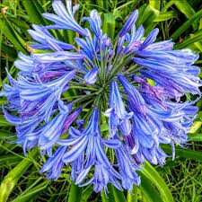 Image result for Agapanthus africanus
