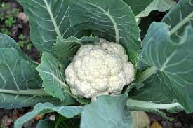 Wenig richtig machen, viel ernten! Blumenkohl Anbauen Ernte Wurzelwerk