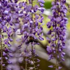Insektenfreundliche Kletterpflanzen Fur Den Garten Plantura In 2020 Kletterpflanzen Pflanzen Pflegeleichte Pflanzen