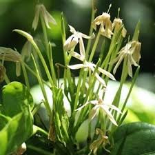 Image result for Oxyanthus pyriformis