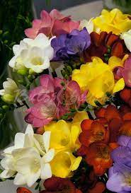 Freesia Single Flowered Summer Flowering Bulbs Spring Flowering Bulbs Flowers