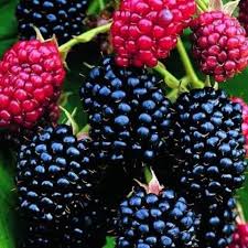 Noted for its most dramatic foliage and very ornamental berries, euonymus planipes (spindle tree) is a large, deciduous shrub that is invaluable in the fall and winter garden. Darrow Thorny Blackberry Plant Ison S Nursery Vineyard
