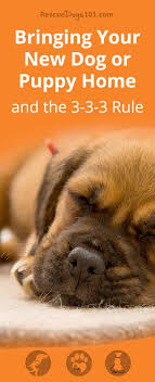 Bringing Your New Dog Or Puppy Home And The 3 3 3 Rule Puppy Training Puppies Dog Advice