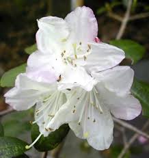 Rodie Ginnie Gee Reminds You Of An Apple Blossom Cookie Apple Blossom Small Leaf Azaleas