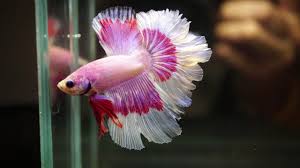 Learn the expected lifespan for a siamese fighting fish and how to keep them healthy. Live Betta Fish Male Hot Pink Butterfly Feather Tail Halfmoon 924 Youtube