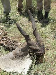 Image result for Chloris mossambicensis